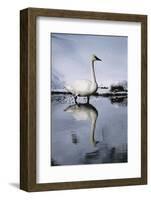 Trumpeter Swan in Shallow Water-W. Perry Conway-Framed Photographic Print