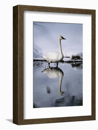 Trumpeter Swan in Shallow Water-W. Perry Conway-Framed Photographic Print