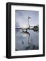 Trumpeter Swan in Shallow Water-W. Perry Conway-Framed Photographic Print