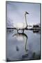 Trumpeter Swan in Shallow Water-W. Perry Conway-Mounted Photographic Print