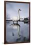 Trumpeter Swan in Shallow Water-W. Perry Conway-Framed Photographic Print