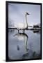 Trumpeter Swan in Shallow Water-W. Perry Conway-Framed Photographic Print