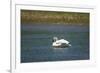 Trumpeter swan, Lamar River, Lamar Valley, Yellowstone National Park, Wyoming, USA-Roddy Scheer-Framed Photographic Print