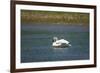 Trumpeter swan, Lamar River, Lamar Valley, Yellowstone National Park, Wyoming, USA-Roddy Scheer-Framed Photographic Print