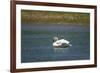 Trumpeter swan, Lamar River, Lamar Valley, Yellowstone National Park, Wyoming, USA-Roddy Scheer-Framed Photographic Print