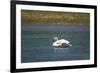 Trumpeter swan, Lamar River, Lamar Valley, Yellowstone National Park, Wyoming, USA-Roddy Scheer-Framed Photographic Print