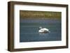 Trumpeter swan, Lamar River, Lamar Valley, Yellowstone National Park, Wyoming, USA-Roddy Scheer-Framed Photographic Print