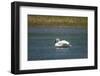 Trumpeter swan, Lamar River, Lamar Valley, Yellowstone National Park, Wyoming, USA-Roddy Scheer-Framed Photographic Print