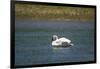 Trumpeter swan, Lamar River, Lamar Valley, Yellowstone National Park, Wyoming, USA-Roddy Scheer-Framed Photographic Print