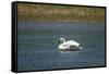 Trumpeter swan, Lamar River, Lamar Valley, Yellowstone National Park, Wyoming, USA-Roddy Scheer-Framed Stretched Canvas