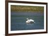 Trumpeter swan, Lamar River, Lamar Valley, Yellowstone National Park, Wyoming, USA-Roddy Scheer-Framed Photographic Print