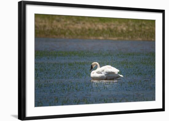 Trumpeter swan, Lamar River, Lamar Valley, Yellowstone National Park, Wyoming, USA-Roddy Scheer-Framed Photographic Print