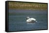 Trumpeter swan, Lamar River, Lamar Valley, Yellowstone National Park, Wyoming, USA-Roddy Scheer-Framed Stretched Canvas