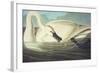 Trumpeter Swan (Olor Buccinator), Plate Ccccvi, from 'The Birds of America'-John James Audubon-Framed Giclee Print