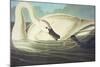 Trumpeter Swan (Olor Buccinator), Plate Ccccvi, from 'The Birds of America'-John James Audubon-Mounted Giclee Print