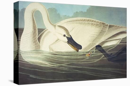 Trumpeter Swan (Olor Buccinator), Plate Ccccvi, from 'The Birds of America'-John James Audubon-Stretched Canvas