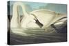 Trumpeter Swan (Olor Buccinator), Plate Ccccvi, from 'The Birds of America'-John James Audubon-Stretched Canvas