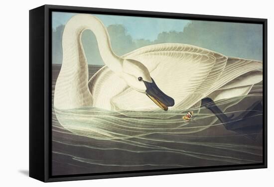 Trumpeter Swan (Olor Buccinator), Plate Ccccvi, from 'The Birds of America'-John James Audubon-Framed Stretched Canvas