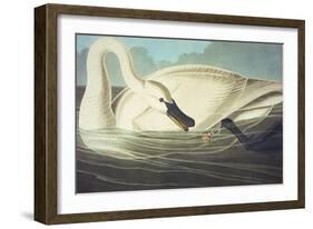 Trumpeter Swan (Olor Buccinator), Plate Ccccvi, from 'The Birds of America'-John James Audubon-Framed Giclee Print