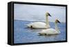 Trumpeter swan on river in winter. Formerly endangered, this heaviest bird in North American-Richard Wright-Framed Stretched Canvas