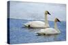 Trumpeter swan on river in winter. Formerly endangered, this heaviest bird in North American-Richard Wright-Stretched Canvas