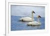 Trumpeter swan on river in winter. Formerly endangered, this heaviest bird in North American-Richard Wright-Framed Photographic Print