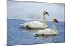 Trumpeter swan on river in winter. Formerly endangered, this heaviest bird in North American-Richard Wright-Mounted Photographic Print