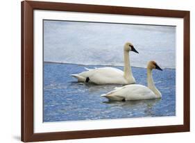 Trumpeter swan on river in winter. Formerly endangered, this heaviest bird in North American-Richard Wright-Framed Photographic Print