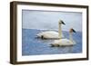 Trumpeter swan on river in winter. Formerly endangered, this heaviest bird in North American-Richard Wright-Framed Photographic Print