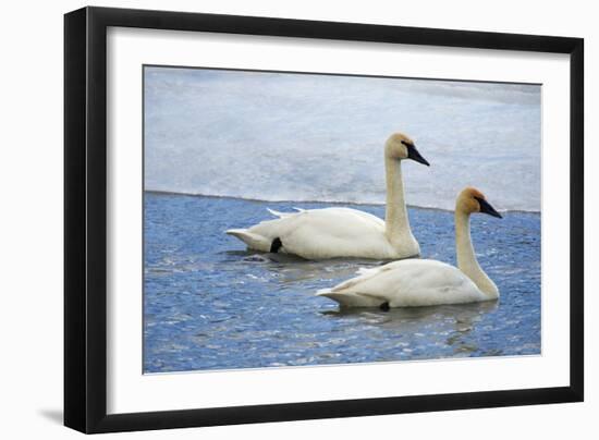 Trumpeter swan on river in winter. Formerly endangered, this heaviest bird in North American-Richard Wright-Framed Photographic Print