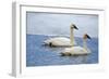 Trumpeter swan on river in winter. Formerly endangered, this heaviest bird in North American-Richard Wright-Framed Photographic Print