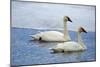 Trumpeter swan on river in winter. Formerly endangered, this heaviest bird in North American-Richard Wright-Mounted Photographic Print