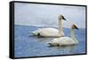 Trumpeter swan on river in winter. Formerly endangered, this heaviest bird in North American-Richard Wright-Framed Stretched Canvas