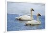 Trumpeter swan on river in winter. Formerly endangered, this heaviest bird in North American-Richard Wright-Framed Photographic Print