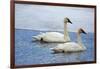 Trumpeter swan on river in winter. Formerly endangered, this heaviest bird in North American-Richard Wright-Framed Photographic Print