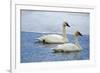 Trumpeter swan on river in winter. Formerly endangered, this heaviest bird in North American-Richard Wright-Framed Photographic Print