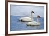 Trumpeter swan on river in winter. Formerly endangered, this heaviest bird in North American-Richard Wright-Framed Photographic Print