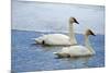 Trumpeter swan on river in winter. Formerly endangered, this heaviest bird in North American-Richard Wright-Mounted Photographic Print