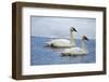 Trumpeter swan on river in winter. Formerly endangered, this heaviest bird in North American-Richard Wright-Framed Photographic Print