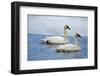 Trumpeter swan on river in winter. Formerly endangered, this heaviest bird in North American-Richard Wright-Framed Photographic Print