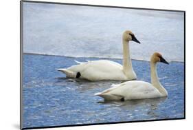 Trumpeter swan on river in winter. Formerly endangered, this heaviest bird in North American-Richard Wright-Mounted Photographic Print