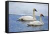 Trumpeter swan on river in winter. Formerly endangered, this heaviest bird in North American-Richard Wright-Framed Stretched Canvas