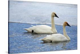 Trumpeter swan on river in winter. Formerly endangered, this heaviest bird in North American-Richard Wright-Stretched Canvas