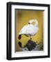 Trumpeter Swan Preening, Yellowstone National Park, Wyoming-Maresa Pryor-Framed Photographic Print