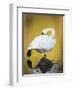 Trumpeter Swan Preening, Yellowstone National Park, Wyoming-Maresa Pryor-Framed Photographic Print