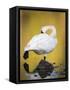 Trumpeter Swan Preening, Yellowstone National Park, Wyoming-Maresa Pryor-Framed Stretched Canvas