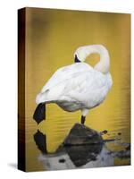 Trumpeter Swan Preening, Yellowstone National Park, Wyoming-Maresa Pryor-Stretched Canvas