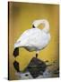 Trumpeter Swan Preening, Yellowstone National Park, Wyoming-Maresa Pryor-Stretched Canvas