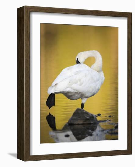 Trumpeter Swan Preening, Yellowstone National Park, Wyoming-Maresa Pryor-Framed Photographic Print