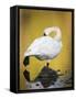 Trumpeter Swan Preening, Yellowstone National Park, Wyoming-Maresa Pryor-Framed Stretched Canvas